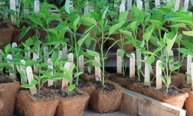 a bunch of plants that are in some pots