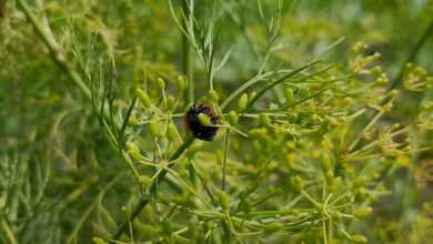 a small black and red bug sitting on top of a green plant