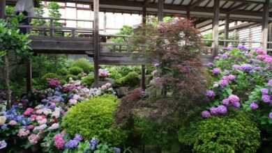 A garden filled with lots of different types of flowers