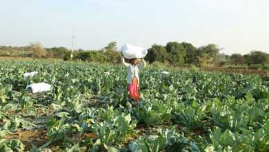 a person standing in a field with lots of green plants