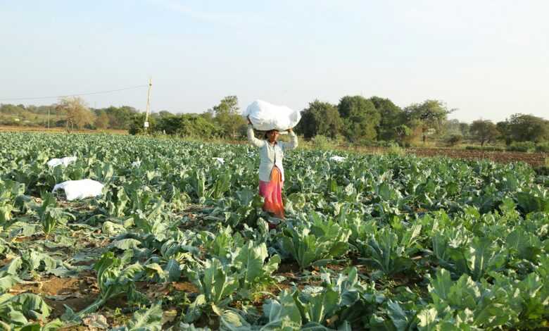 a person standing in a field with lots of green plants