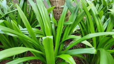 a close up of a green plant near a tree