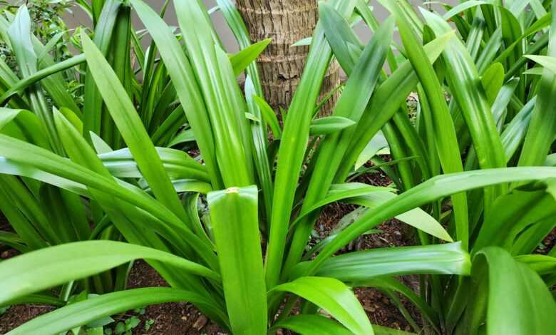 a close up of a green plant near a tree