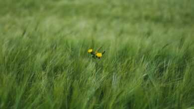 yellow flowers surrounded by green grass field