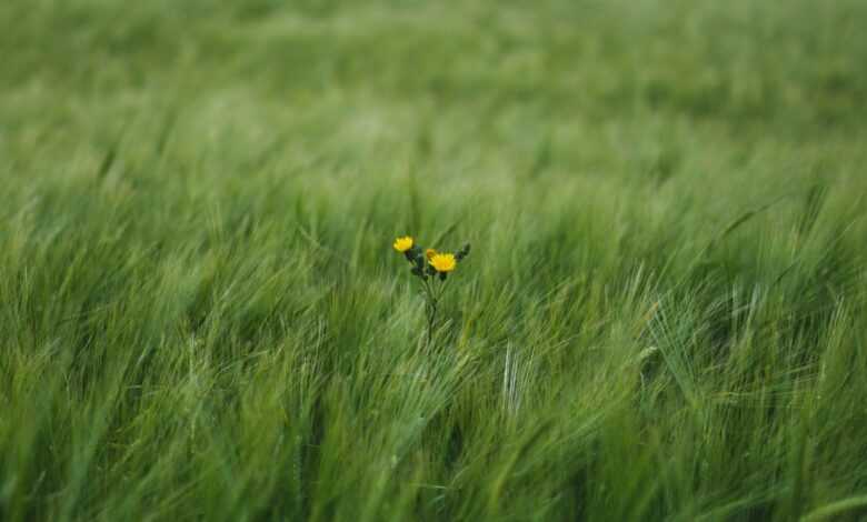 yellow flowers surrounded by green grass field