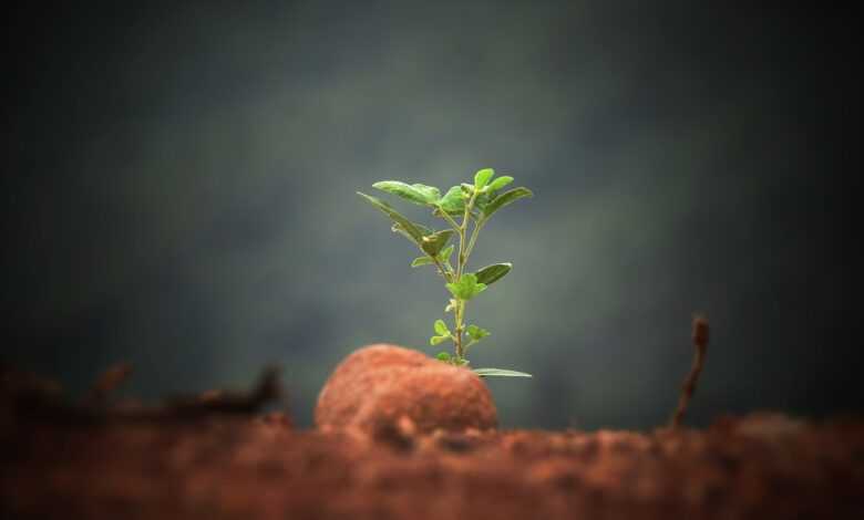 green leaf plant sprout