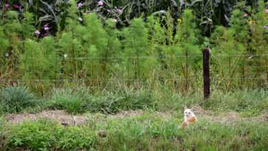 a cat sitting in the grass near a fence