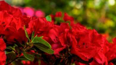 a bush of red flowers with green leaves