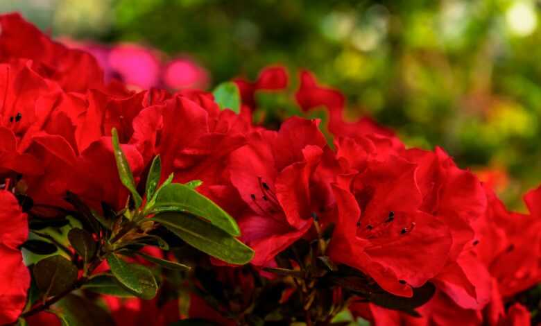 a bush of red flowers with green leaves