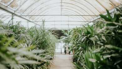 green plants inside greenhouse during daytime