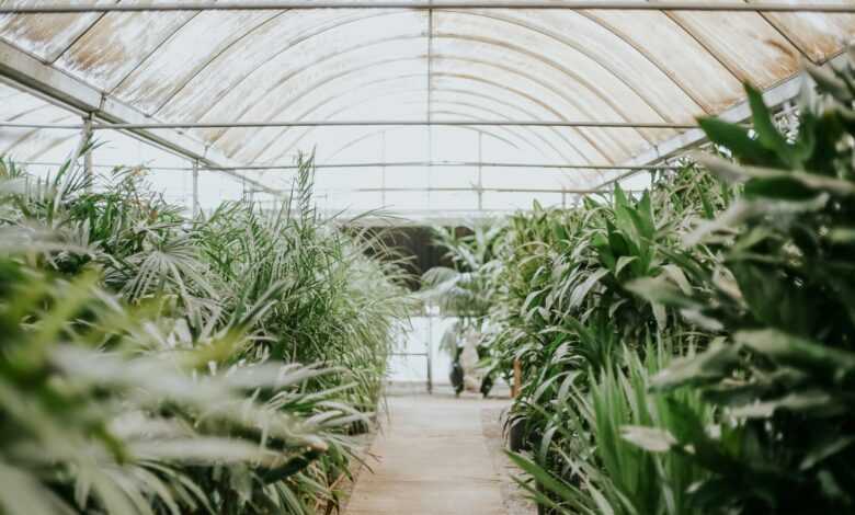 green plants inside greenhouse during daytime