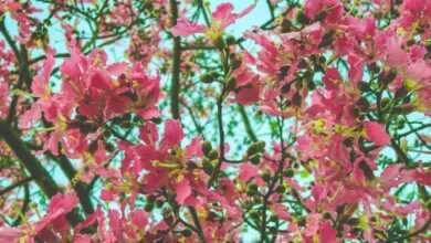 pink-petaled flowers