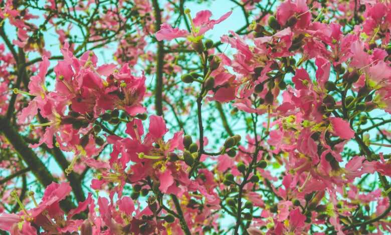 pink-petaled flowers