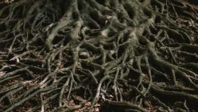 brown roots