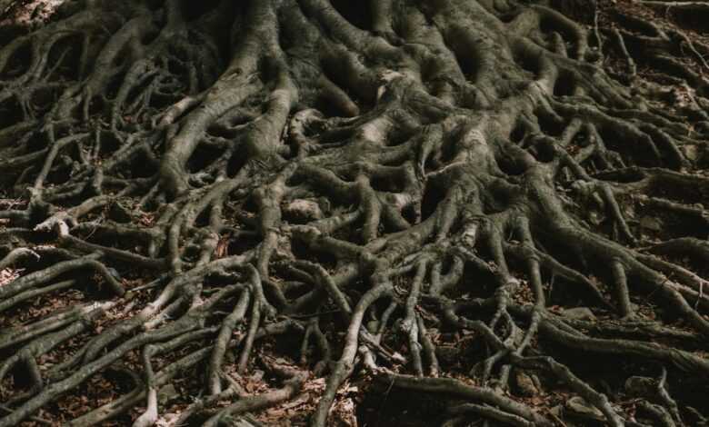 brown roots