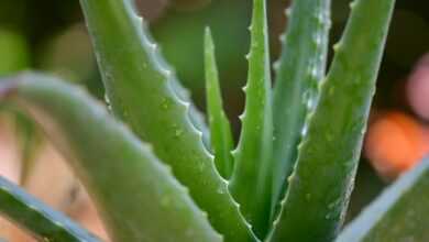 green aloe vera plant