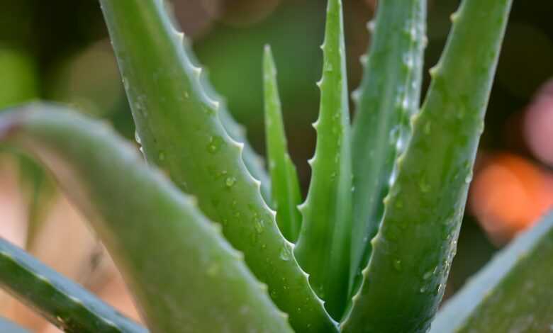 green aloe vera plant