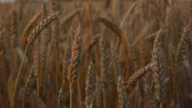 brown wheat field during daytime