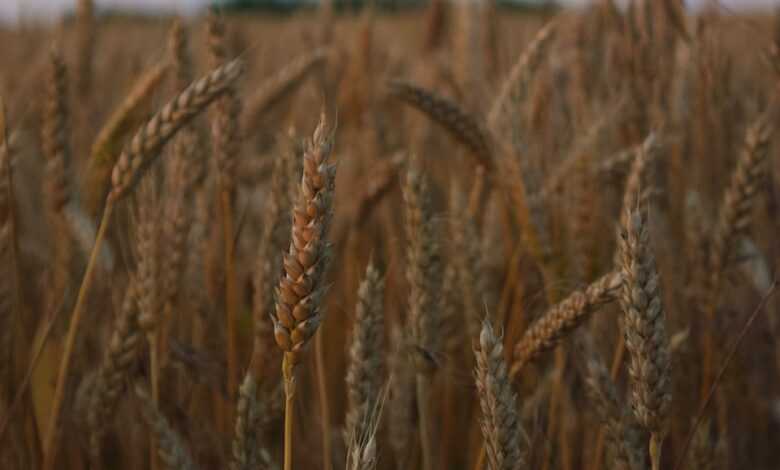 brown wheat field during daytime