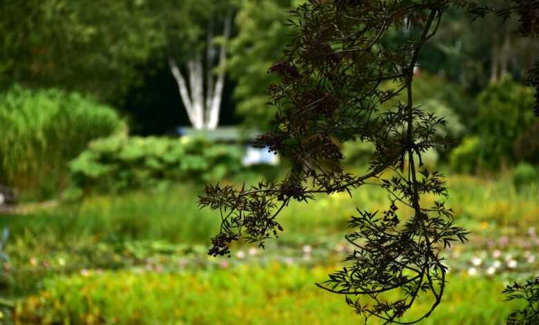 a pond filled with lots of green plants next to a forest