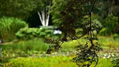 a pond filled with lots of green plants next to a forest