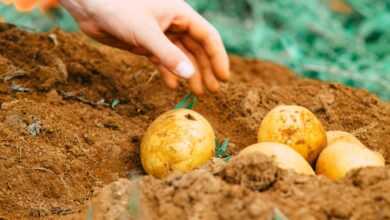 person holding two yellow round fruits