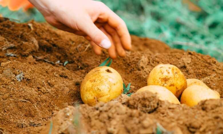 person holding two yellow round fruits