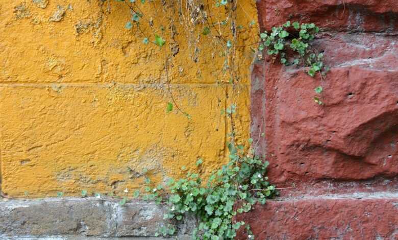 green and red vine plant on brown brick wall