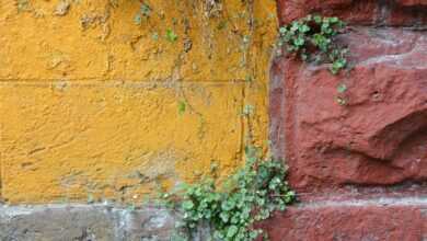 green and red vine plant on brown brick wall