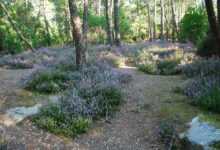 a path in the middle of a forest filled with purple flowers