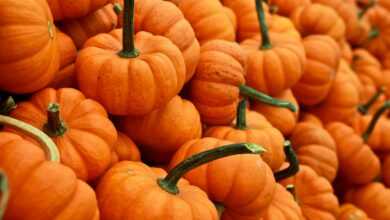 bunch of pumpkin