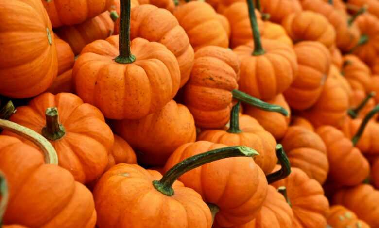 bunch of pumpkin