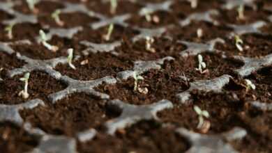 closeup photo of green leaf plants