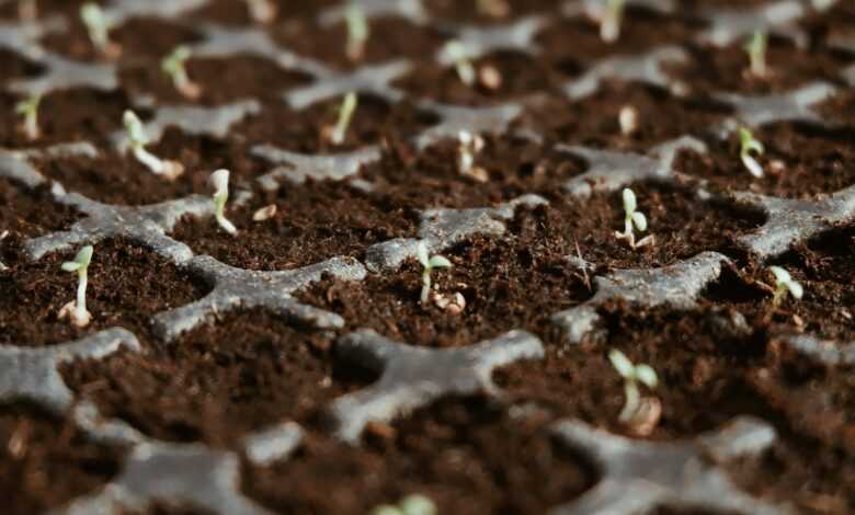 closeup photo of green leaf plants