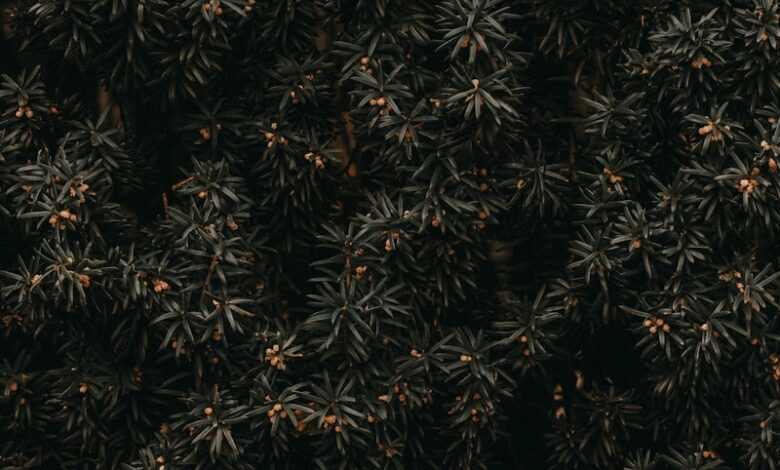 green and brown plant field