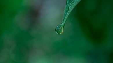 water dew on green leaf