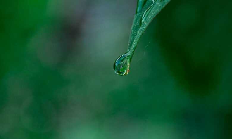 water dew on green leaf