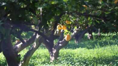 yellow fruit