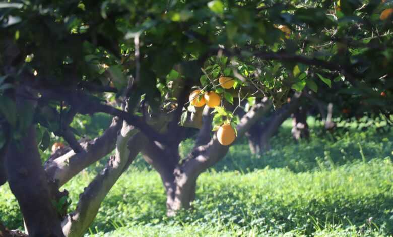 yellow fruit