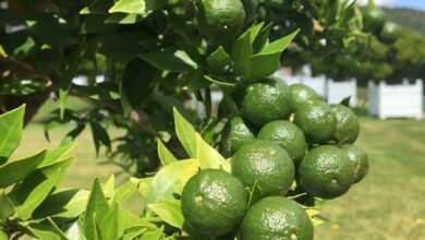 round green fruits at daytime