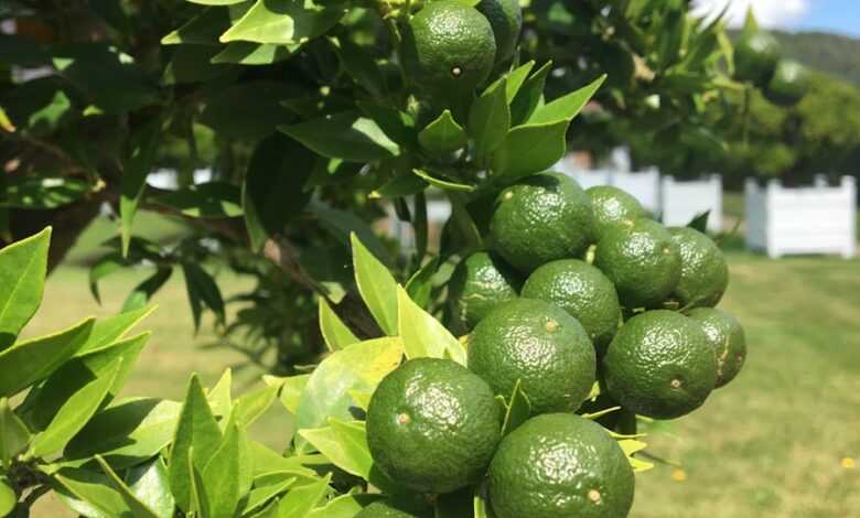 round green fruits at daytime