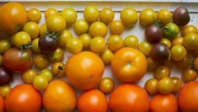 orange fruits on white plastic container