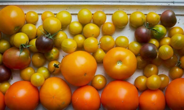 orange fruits on white plastic container