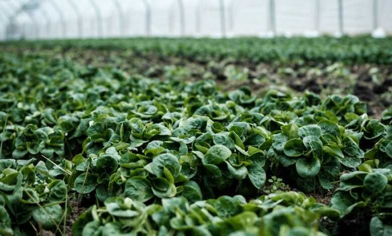 closeup photography of green plant inside green house