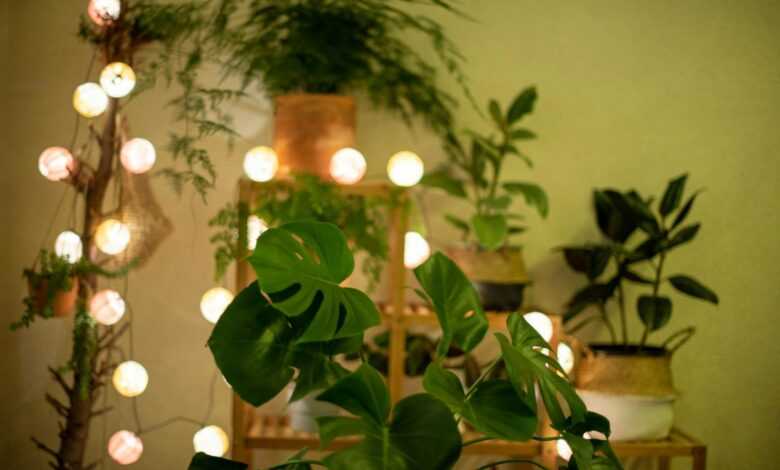 a room filled with lots of plants and lights