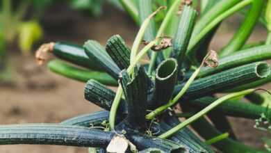 green cactus plant on brown soil