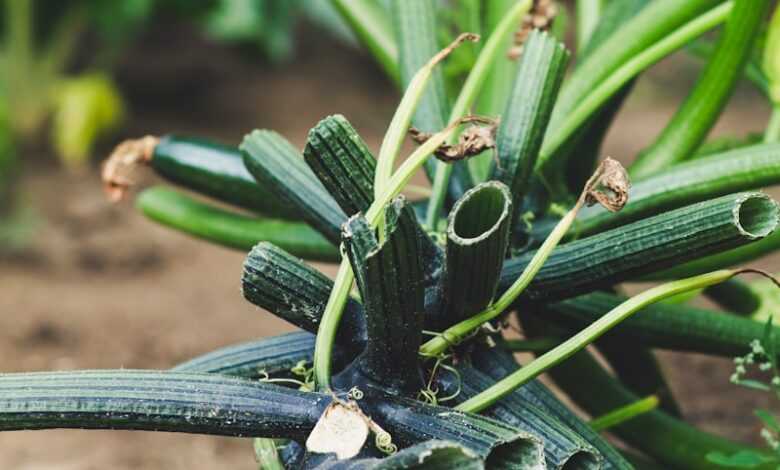 green cactus plant on brown soil