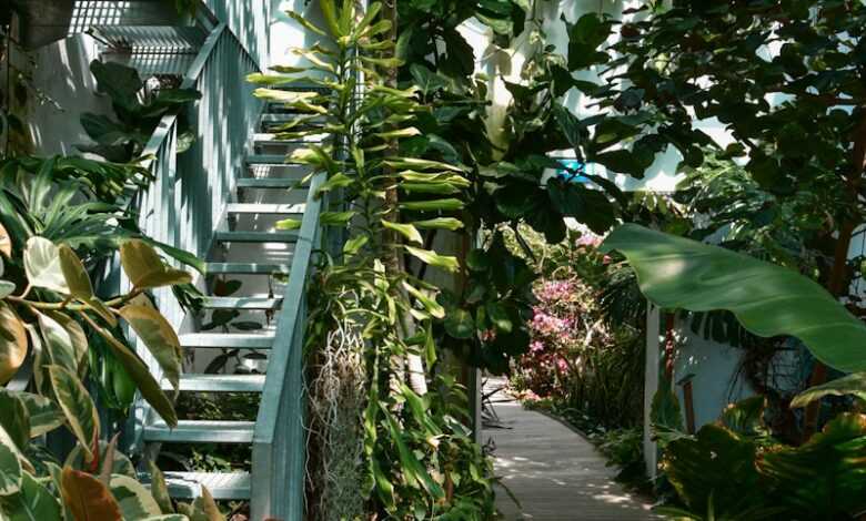 green banana plants on the garden during daytime