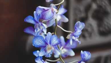 blue and white flowers in tilt shift lens