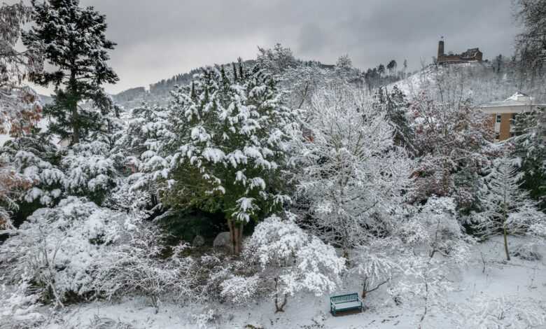 a bench in the middle of a snowy forest